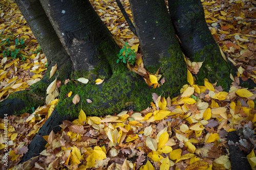 Foursome formation of tree trunks in autumn