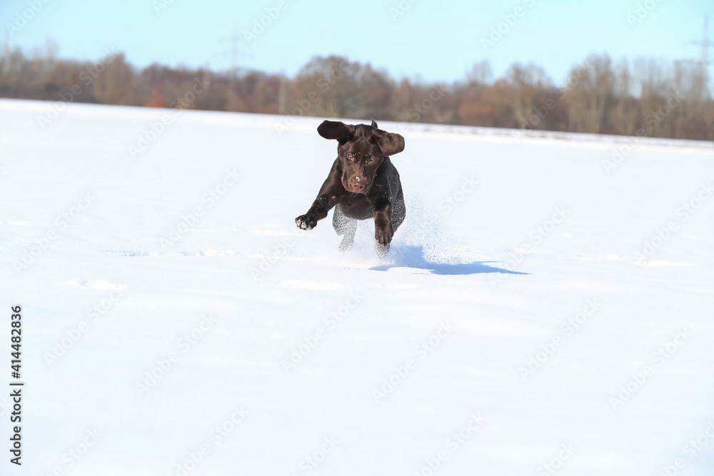 Junger brauner Labrador spielt im Schnee Junger brauner Labrador spielt im Schnee
