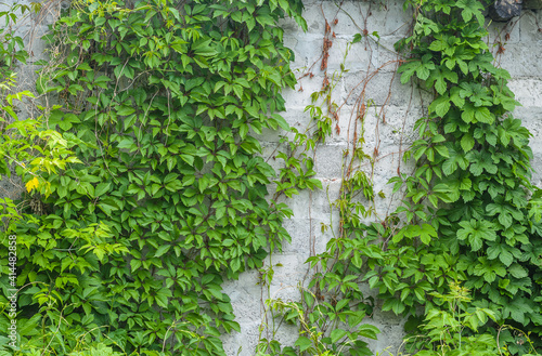 view of ivy leaves on the wall