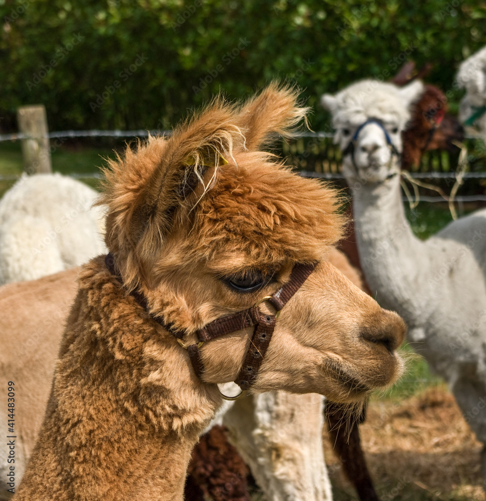 Brown alpaca head in profile with other alpacas behind