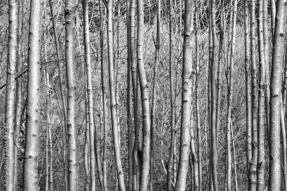 Fototapeta premium Forest, full frame image of trunks of young trees, black and white photo 