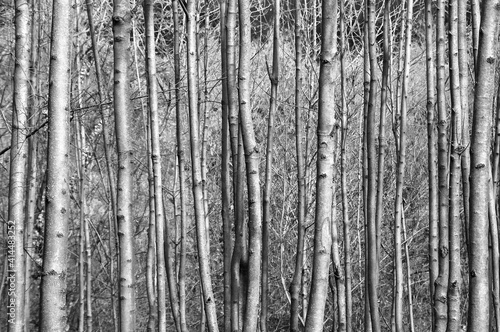 Forest  full frame image of trunks of young trees  black and white photo 