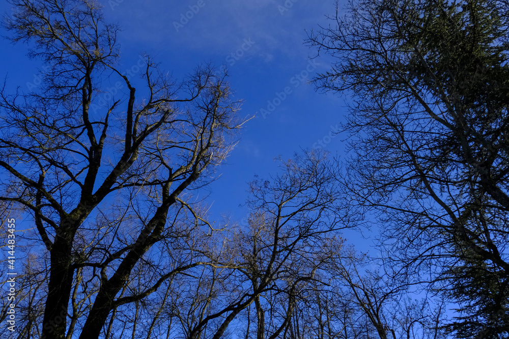 silhouettes of trees without leaves across blue sky and sunset lights. natural background from below silhouettes of trees without leaves across blue sky and sunset lights. natural background from below