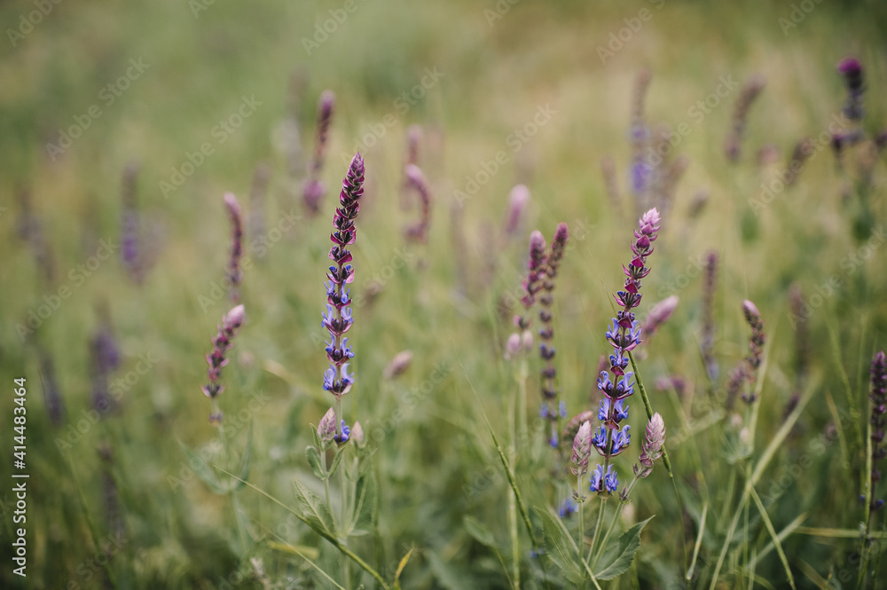 Fototapeta premium spring forest, wildflowers close up