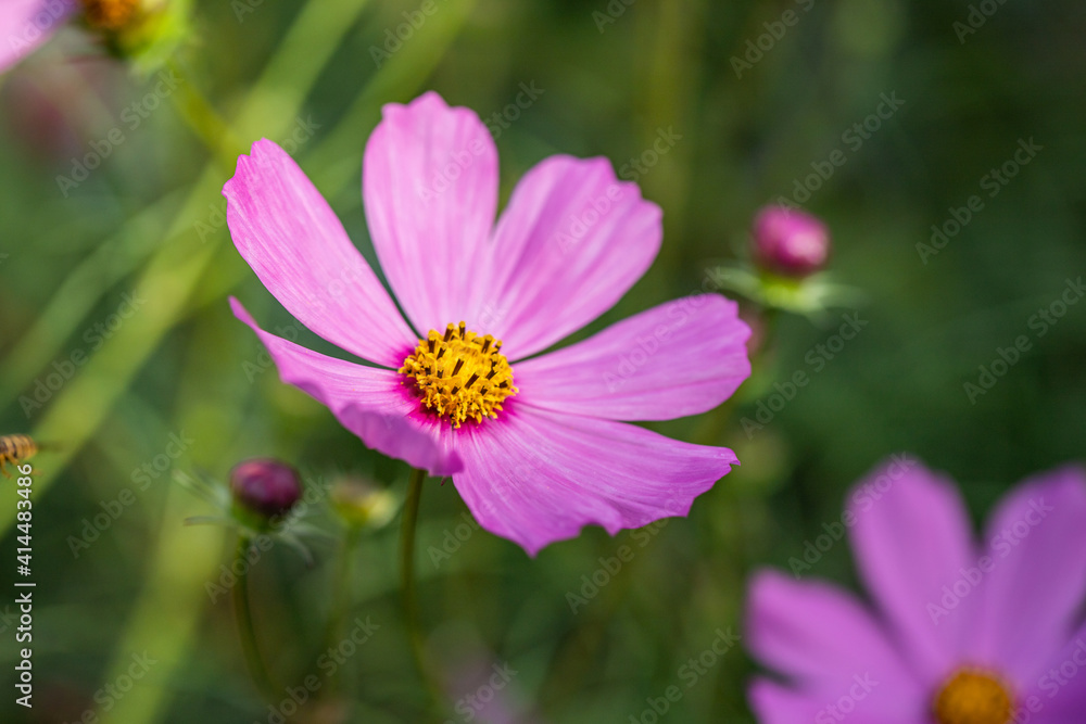 gentle flowers, light background gentle flowers, light background