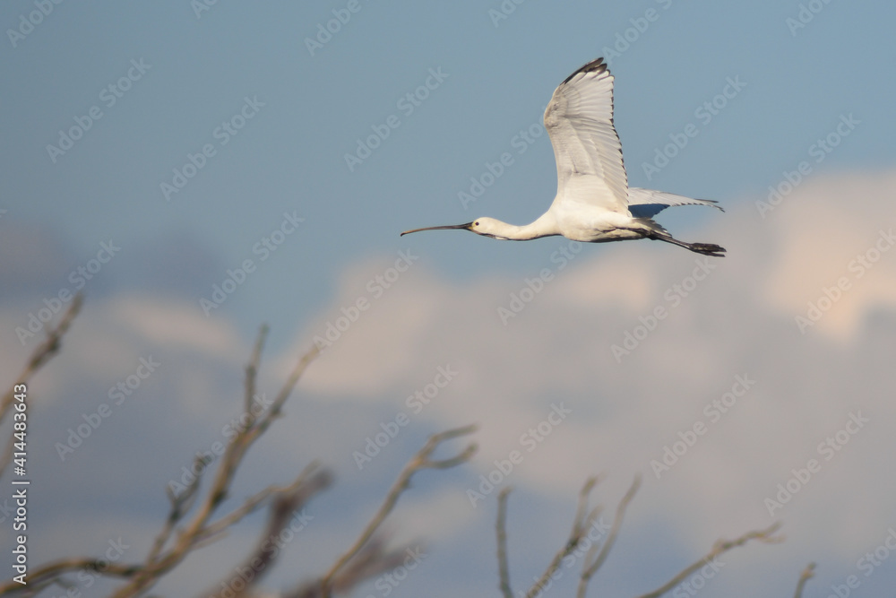 Spatola (Platalea leucorodia) in volo su sfondo cielo,silhouette Spatola (Platalea leucorodia) in volo su sfondo cielo,silhouette