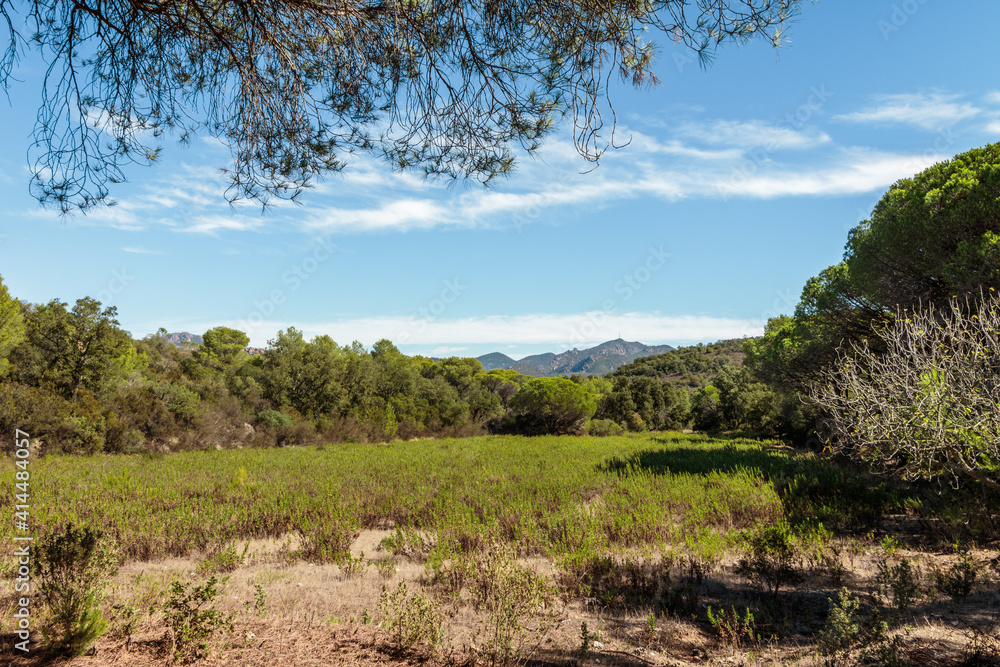 Mediterranean scrubland on a sunny day Mediterranean scrubland on a sunny day