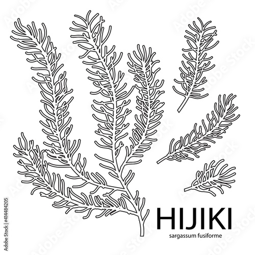 Vector line illustration of sargassum fusiform or hijiki seaweed, sea kale. Green or brown algae. Edible seaweed. Chinese, Korean or Japanese sea vegeatable used in cosmetics or food preparation.