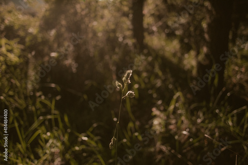 Obraz na plátne naturaleza plena y vida 15