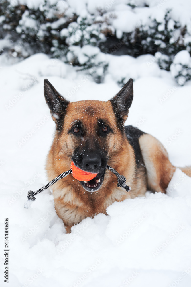 Walk in winter outdoors with dog and its favorite toy. Red German Shepherd lies in soft, fresh white snow and nibbles on orange ball on string. Walk in winter outdoors with dog and its favorite toy. Red German Shepherd lies in soft, fresh white snow and nibbles on orange ball on string.