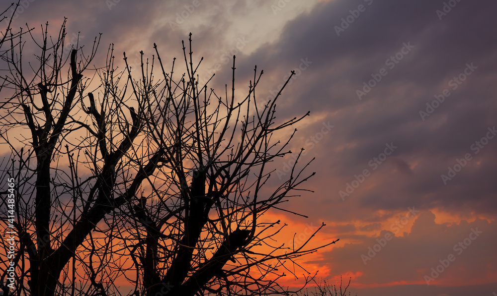 Silhouettes of trees against the background of the evening sky Silhouettes of trees against the background of the evening sky