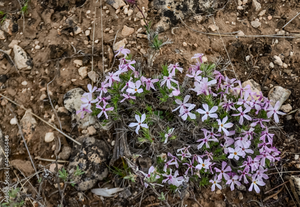 Wild plants and flowers, flora of the state of Utah, US Wild plants and flowers, flora of the state of Utah, US