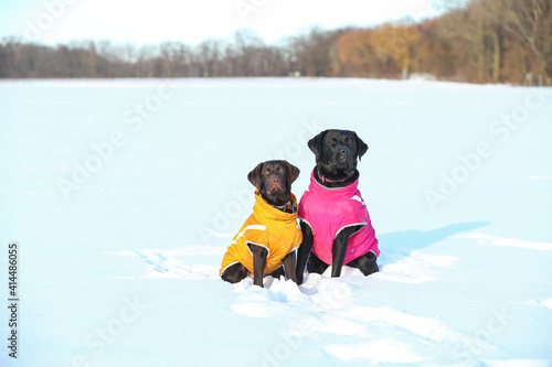 Zwei Labradore mit Wintermantel im Schnee photo