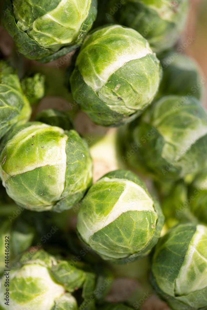 Fototapeta premium brussels sprouts on plant in closeup