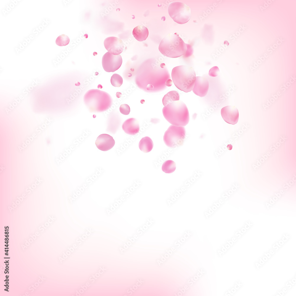 Rose Petals Flying Confetti. Falling Japanese Cherry Rose Sakura