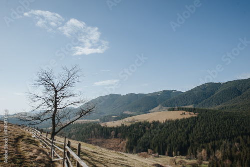 Fototapeta Naklejka Na Ścianę i Meble -  landscape of mountains in early spring with growing fir trees, dry grass and blue sky