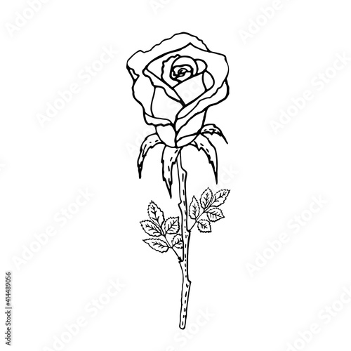 Doodle rose on a white background. Freehand drawing. Vector illustration.