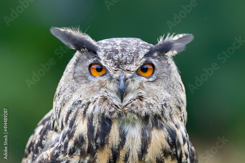 Portrait of a Eurasian Eagle-Owl  Bubo bubo  with a green background in Noord Brabant in the Netherlands 