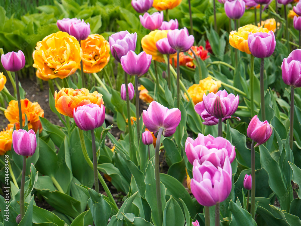 Flowerbed with tulips. springtime. Yellow and purple or pink tulips. Selective focus.