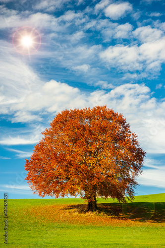 single big beech tree at autumn in meadow