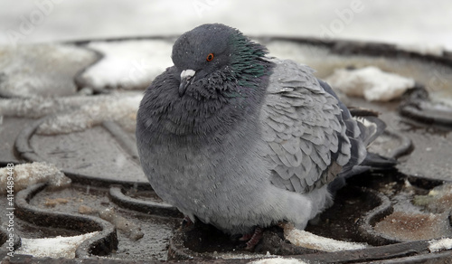 Pigeons in winter