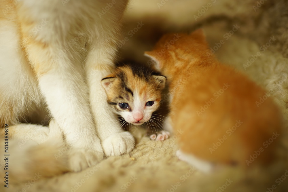 newborn tricolor kitten near cat's paws on the bed.