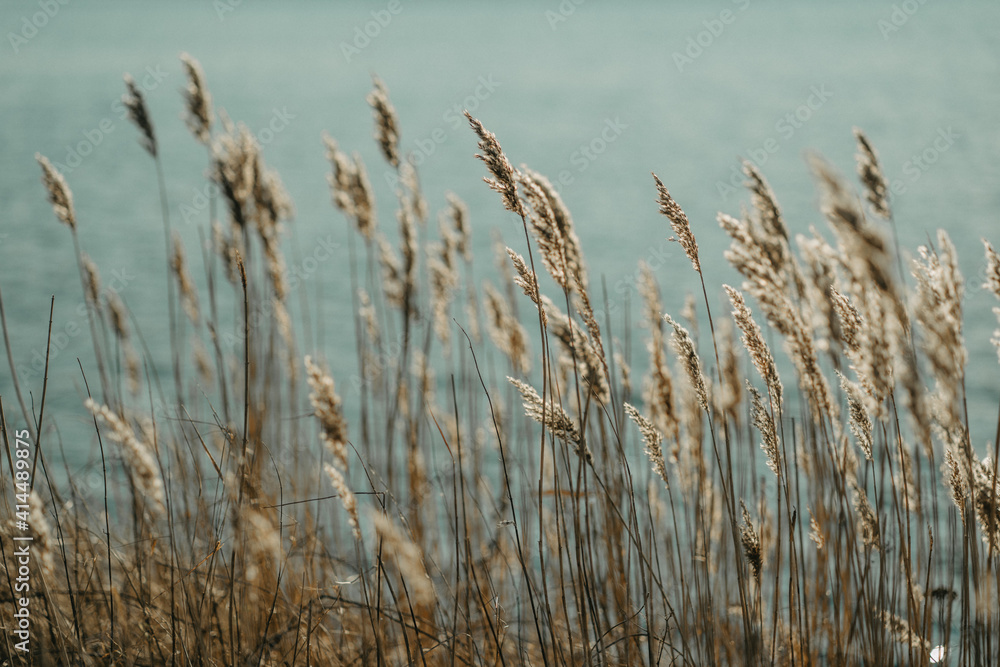 Fototapeta pure nature, windy ocean
