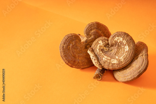 Multiple Chinese herbal medicines Ganoderma lucidum on solid background photo