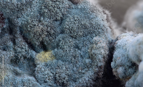 Foto mold on pickled cucumbers, botulism bacteria. natural texture