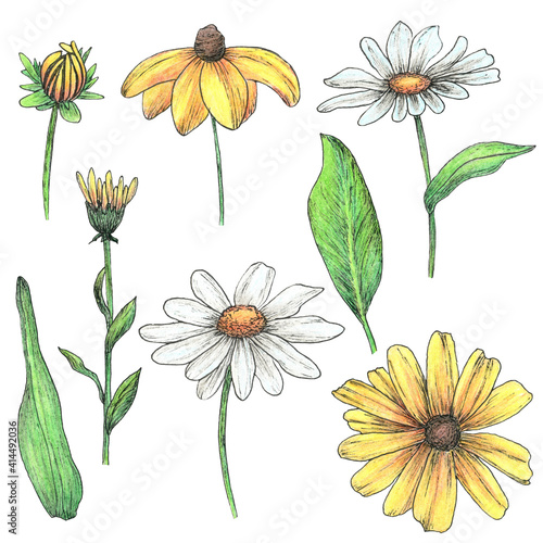 Illustration of colorful daisy flowers isolated on white. Pen drawing manual graphics.  Design for print, vintage poster, wallpapers, textiles. Chamomile, calendula. © Christina