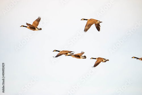 Canadian geese migrate in the sky. Arrow formation 