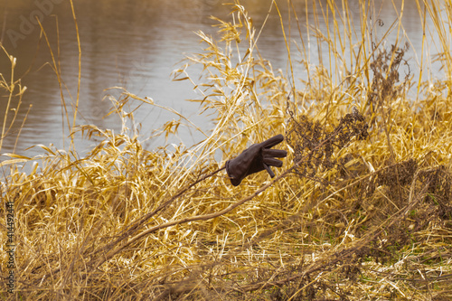 un gant au bout d'un branchage dans la nature avec durant le printemps photo