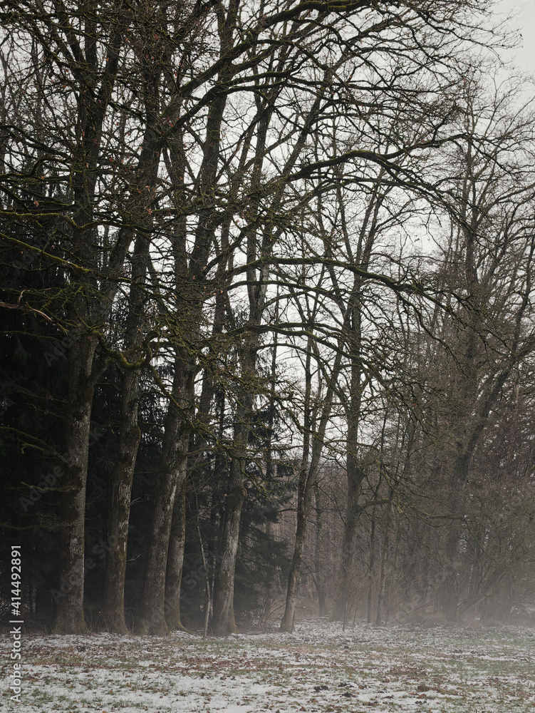 Obraz premium Laubbäume an Waldrand, im Winter mit Schnee und Nebel
