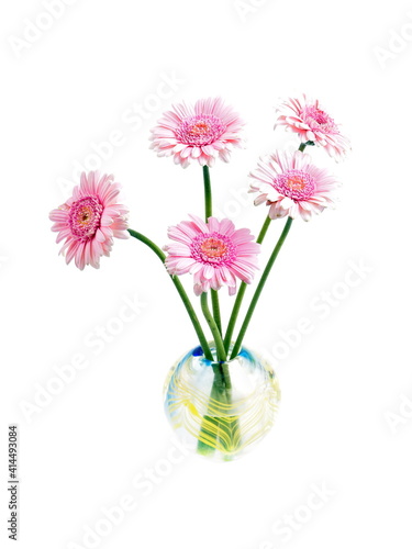Gerbera, pink flower in glass vase, isolated on white backgrund. 