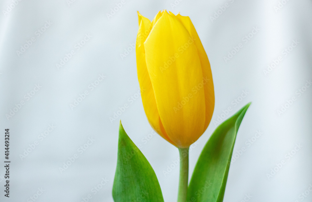 Yellow tulips with green leaves on a white background Yellow tulips with green leaves on a white background