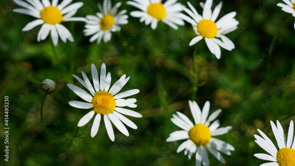 Obraz premium Daisies in the grass