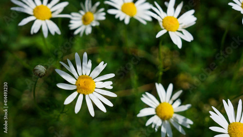 Daisies in the grass