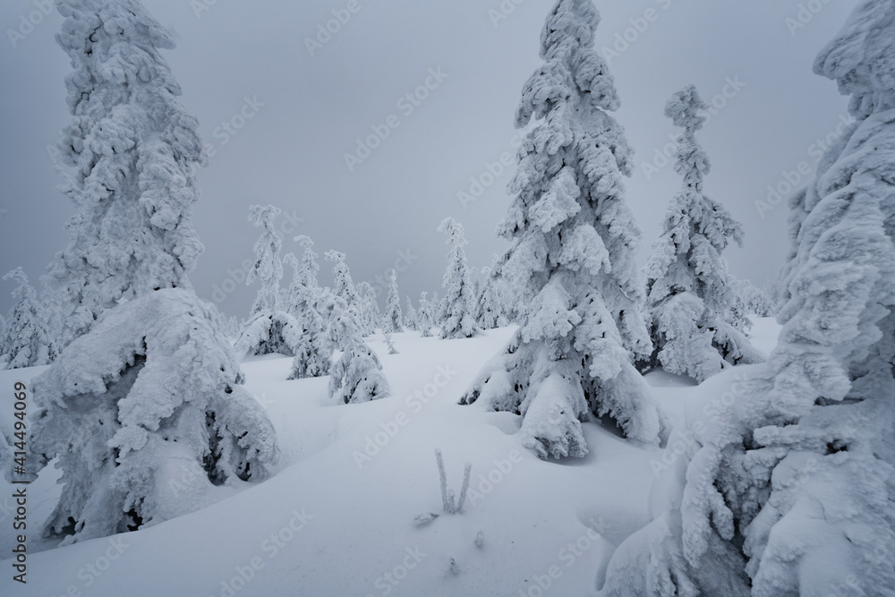 Mountain forest under lots of snow on a misty, cold winter day. Trees looking like snow statues. Mountain forest under lots of snow on a misty, cold winter day. Trees looking like snow statues.