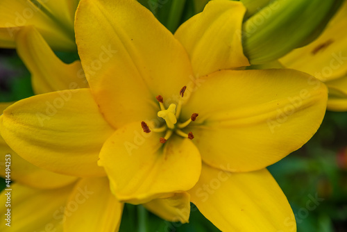Yellow lily flower with a seal, lily inside