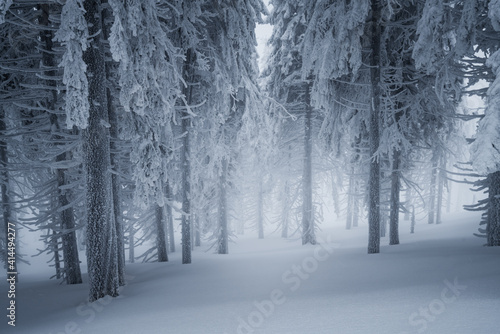 Frozen forest with a lot of snow on a hazy, cold winter day. Chilling weather in Beskid Mountains, Czech Republic. Trees covered in ice and snow.