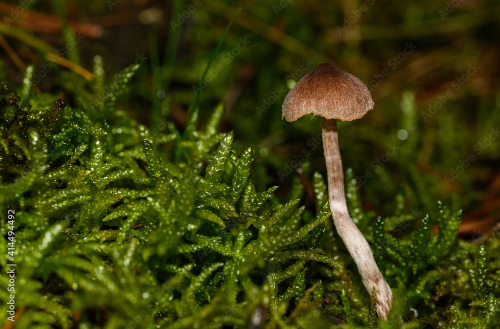 small brown mushroom in moss small brown mushroom in moss