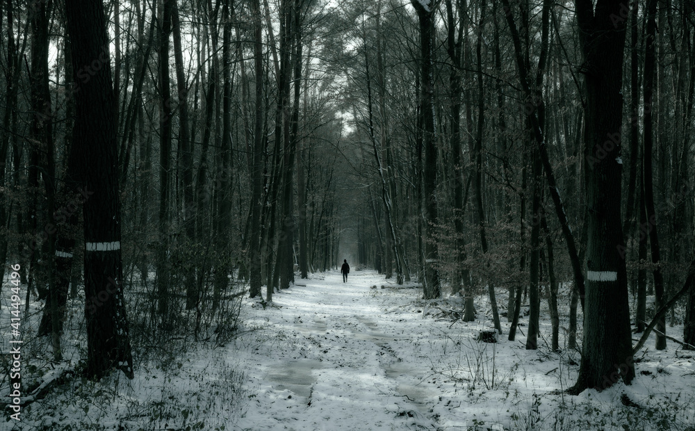 Obraz premium Ein Spaziergänger in einem Winterlichen Wald