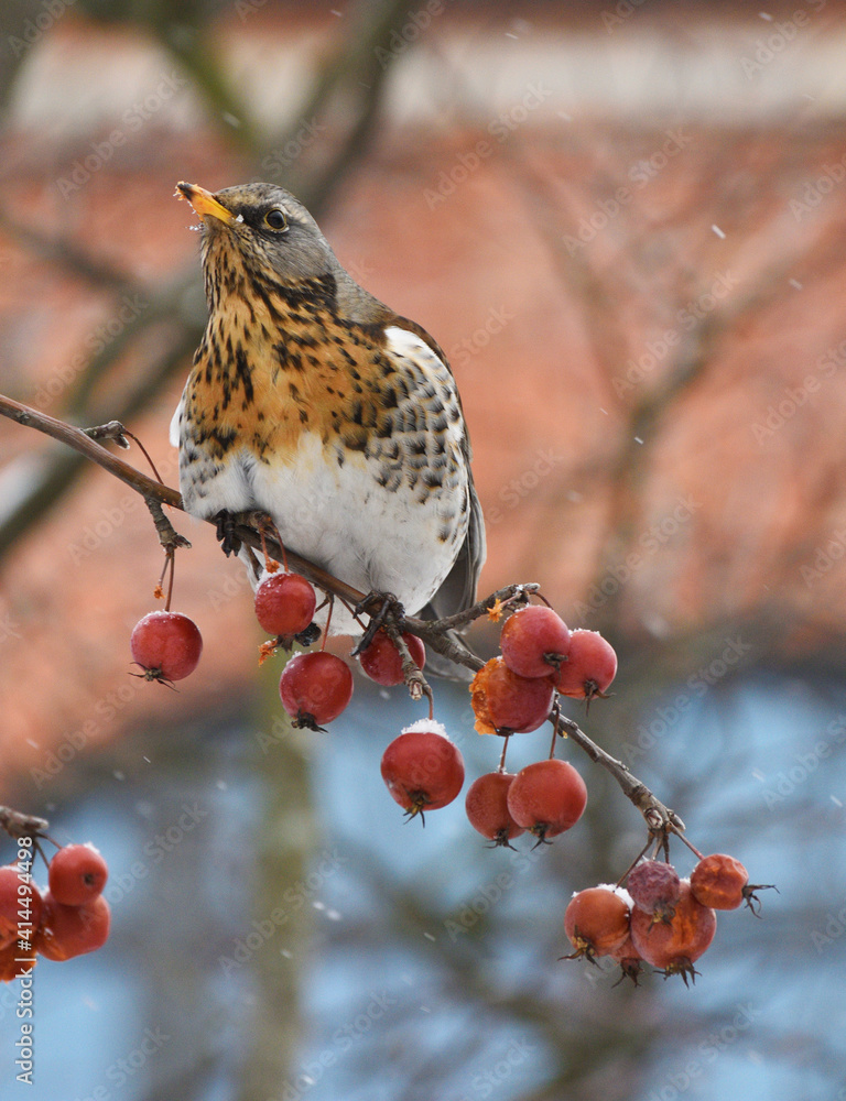 Bird Thrush who loves to eat mountain ash.