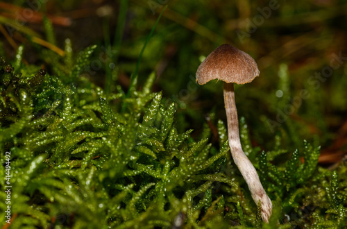 small brown mushroom in moss