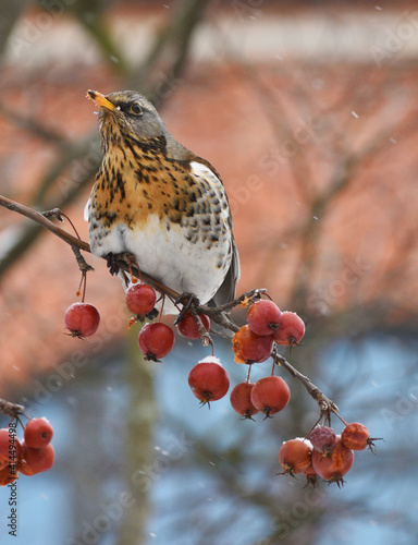 Obraz na płótnie Bird Thrush who loves to eat mountain ash. w salonie