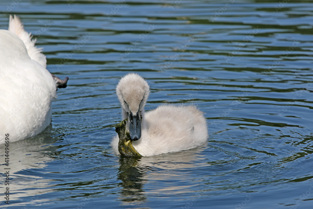 Cygnet with water weed swimming on a lake Cygnet with water weed swimming on a lake
