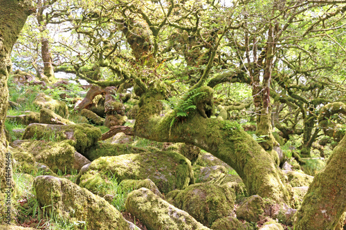 Ancient Oak trees in Wistmans Wood, Dartmoor	