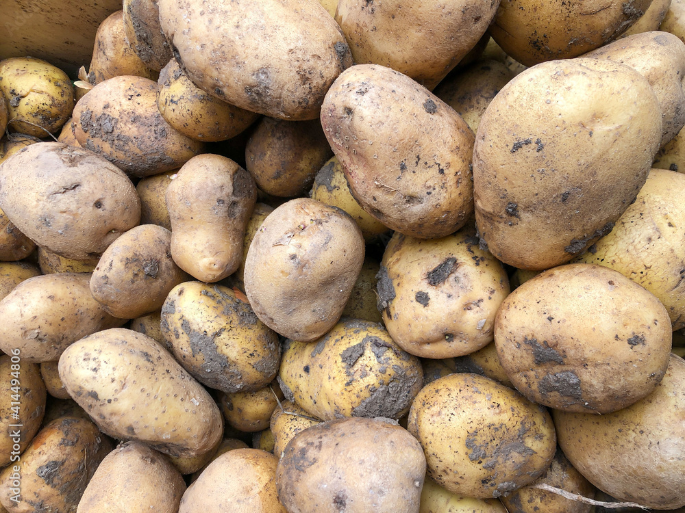 pile of raw and dirty potatoes as a background pile of raw and dirty potatoes as a background