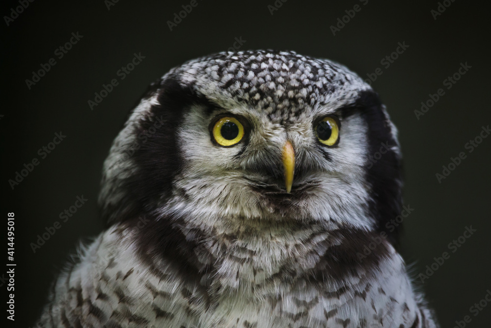Obraz premium Northern hawk-owl (Surnia ulula).