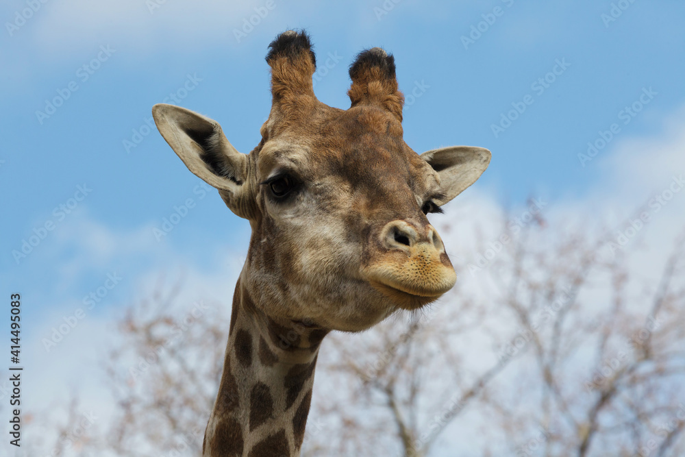 Obraz premium Angolan giraffe (Giraffa camelopardalis angolensis)